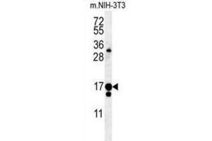 Western Blotting (WB) image for anti-Intraflagellar Transport 43 Homolog (IFT43) antibody (ABIN3002323) (IFT43 anticorps)