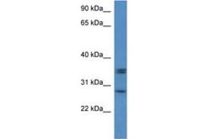 Image no. 1 for anti-Neurexophilin 1 (NXPH1) (N-Term) antibody (ABIN6746409) (Neurexophilin 1 anticorps  (N-Term))