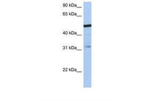 Image no. 1 for anti-Zinc Finger Protein 14 Homolog (ZFP14) (AA 110-159) antibody (ABIN6738734) (ZFP14 anticorps  (AA 110-159))