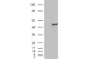 Image no. 2 for anti-Estrogen-Related Receptor gamma (ESRRG) (Internal Region) antibody (ABIN375117) (ESRRG anticorps  (Internal Region))