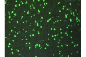 Detection of H3 in Rat Brain Tissue using Polyclonal Antibody to Histone H3 (H3)