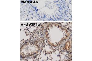 Immunohistochemistry (IHC) image for anti-Sodium Potassium ATPase, alpha1 (ATP1A1) (N-Term) antibody (ABIN7272975)