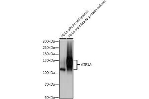 Western blot analysis of extracts of HeLa cells, using A antibody (ABIN1512611, ABIN3021021, ABIN3021022, ABIN1513797 and ABIN6213916) at 1:500 dilution. (ATP1A (AA 551-850) anticorps)