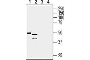 Western blot analysis of mouse kidney lysate (lanes 1 and 3) and mouse liver membrane (lanes 2 and 4): - 1, 2. (GPR81 anticorps  (C-Term, Intracellular))