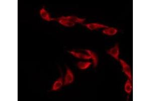 ABIN6276260 staining RAW264.