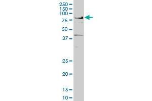 TCF7L2 monoclonal antibody (M04), clone 1A9 Western Blot analysis of TCF7L2 expression in Hela S3 NE .