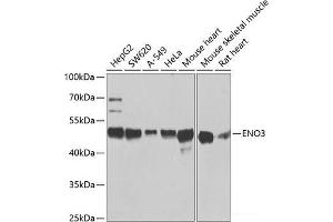 Western blot analysis of extracts of various cell lines using ENO3 Polyclonal Antibody at dilution of 1:1000. (ENO3 anticorps)