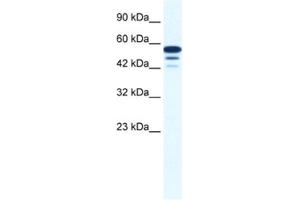 Western Blotting (WB) image for anti-Zinc Finger Protein 230 (ZNF230) antibody (ABIN2461216) (ZNF230 anticorps)