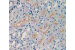 IHC-P analysis of Mouse Tissue, with DAB staining. (VCAM1 anticorps  (AA 511-682))