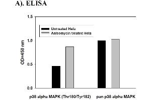 Image no. 2 for Mitogen-Activated Protein Kinase 14 (MAPK14) ELISA Kit (ABIN625242) (MAPK14 Kit ELISA)