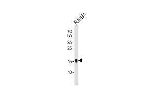 Western blot analysis of lysate from rat brain tissue lysate, using FXYD1 Antibody (C-term) (ABIN6242339 and ABIN6577544).