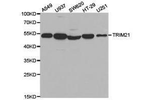 Western Blotting (WB) image for anti-Tripartite Motif Containing 21 (TRIM21) antibody (ABIN1875204) (TRIM21 anticorps)
