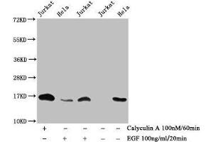 Western Blot Detected samples: Jurkat whole cell lysate, Hela whole cell lysate, Untreated (-) or treated (+) with Calyculin A and EGF All lanes: HIST1H3A antibody at 1:1000 Secondary Goat polyclonal to rabbit IgG at 1/40000 dilution Predicted band size: 16 kDa Observed band size: 16 kDa (HIST1H3A anticorps  (pThr3))