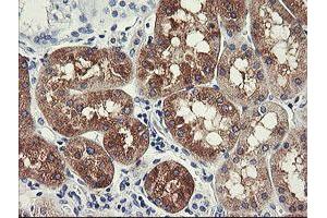 Immunohistochemical staining of paraffin-embedded Human Kidney tissue using anti-FTCD mouse monoclonal antibody. (FTCD anticorps)