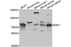 Western blot analysis of extracts of various cell lines, using EZH1 antibody. (EZH1 anticorps)