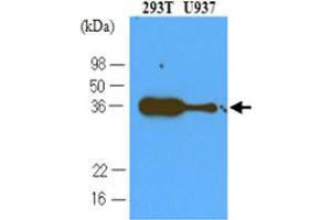 Western blot analysis cell lysates of 293T and U937 (40 ug) were resolved by SDS - PAGE , transferred to NC membrane and probed with PDCD1 monoclonal antibody , clone 4F12 (1 : 500) . (PD-1 anticorps  (AA 21-167))