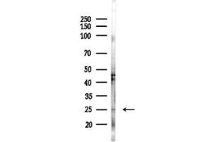 Western blot analysis of lysates from  cells(heat-shock,45 min treatment), using Cyclophilin B Antibody at 1/1000 dilution.