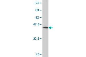 Western Blot detection against Immunogen (46. (RAP2A anticorps  (AA 1-183))