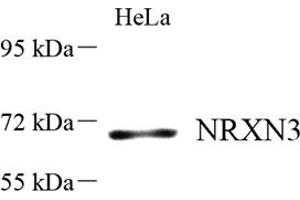 Western blot analysis of NRXN3 (ABIN7074807) at dilution of 1: 500 (Neurexin 3 anticorps)
