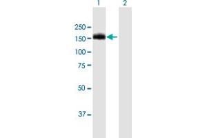 Western Blot analysis of BCR expression in transfected 293T cell line by BCR MaxPab polyclonal antibody. (BCR anticorps  (AA 1-1076))