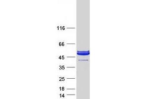 Validation with Western Blot (Parvin alpha Protein (Myc-DYKDDDDK Tag))