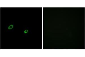 Immunofluorescence analysis of MCF7 cells, using OR10AG1 Antibody. (OR10AG1 anticorps  (AA 231-280))
