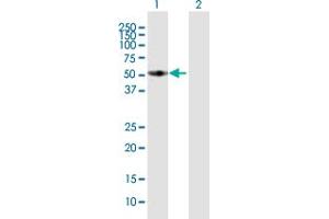 Western Blot analysis of FMO3 expression in transfected 293T cell line by FMO3 MaxPab polyclonal antibody. (FMO3 anticorps  (AA 1-532))