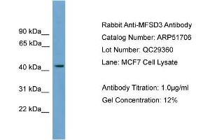 WB Suggested Anti-MFSD3  Antibody Titration: 0. (MFSD3 anticorps  (Middle Region))