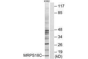 Western blot analysis of extracts from K562 cells, using MRPS18C antibody. (MRPS18C anticorps)