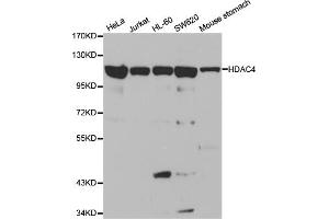 Western blot analysis of extracts of various cell lines, using HDAC4 antibody (ABIN5970069) at 1/1000 dilution. (HDAC4 anticorps)