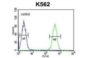 Flow cytometric analysis of K562 cells using HDAC2 Antibody (Center) Cat. (HDAC2 anticorps  (Middle Region))