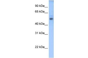 STEAP3 antibody used at 0.