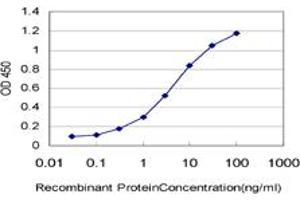 Detection limit for recombinant GST tagged MYBL2 is approximately 0. (MYBL2 anticorps  (AA 601-700))