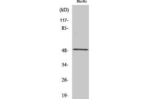 Western Blot analysis of COLO205 cells using c-Maf Polyclonal Antibody diluted at 1:500.