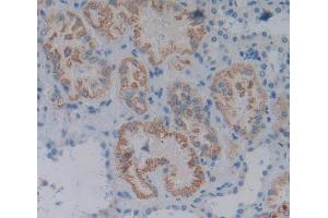IHC-P analysis of Kidney tissue, with DAB staining. (IFNE anticorps  (AA 30-208))