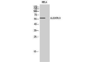 Western Blotting (WB) image for anti-Family with Sequence Similarity 117, Member B (FAM117B) (C-Term) antibody (ABIN3173764) (FAM117B anticorps  (C-Term))