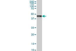 ZNF24 monoclonal antibody (M01), clone 4A1 Western Blot analysis of ZNF24 expression in Hela S3 NE .