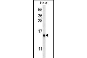 Western blot analysis in Hela cell line lysates (35ug/lane). (DEFB112 anticorps  (N-Term))
