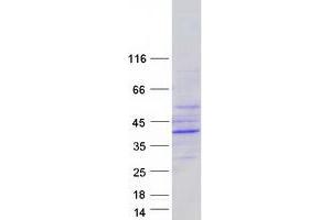 Validation with Western Blot (EPHX4 Protein (Myc-DYKDDDDK Tag))