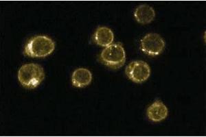 Immunofluoresence staining of Jurkat cells (Human T-cell leukemia, ATCC TIB-152). (CD45 anticorps  (AA 535-730))