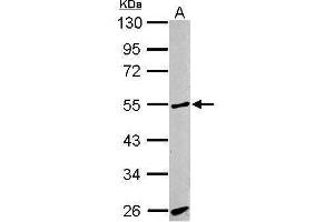 WB Image Sample (30 ug of whole cell lysate) A: BCL-1 10% SDS PAGE antibody diluted at 1:1000