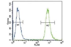 NEU2 antibody flow cytometric analysis of A549 cells (green) compared to a negative control (blue).