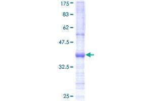 GDF7 Protein (AA 361-450) (GST tag)
