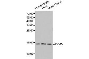 Western blot analysis of extracts of various cell lines, using ISG15 antibody. (ISG15 anticorps  (AA 1-165))