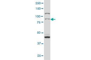 RPS6KA2 antibody  (AA 631-733)