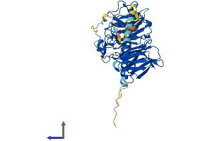 AlphaFold protein structure predicition of Human Recombinant CORO2B Protein, UniprotID Q9UQ03