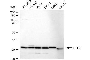 Western blotting analysis using PEF1 antibody (ABIN7799754). (Recombinant PEF1 anticorps)