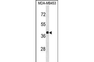 ALDOB Antibody (N-term) (ABIN1539292 and ABIN2850253) western blot analysis in MDA-M cell line lysates (35 μg/lane). (ALDOB anticorps  (N-Term))