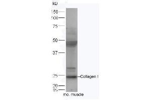 Mouse muscle lysates probed with Rabbit Anti-Pro-Collegen I Polyclonal Antibody, Unconjugated  at 1:5000 for 90 min at 37˚C.