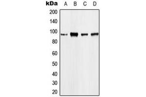 Western blot analysis of EEF2 expression in A431 (A), MCF7 (B), mouse kidney (C), rat kidney (D) whole cell lysates.